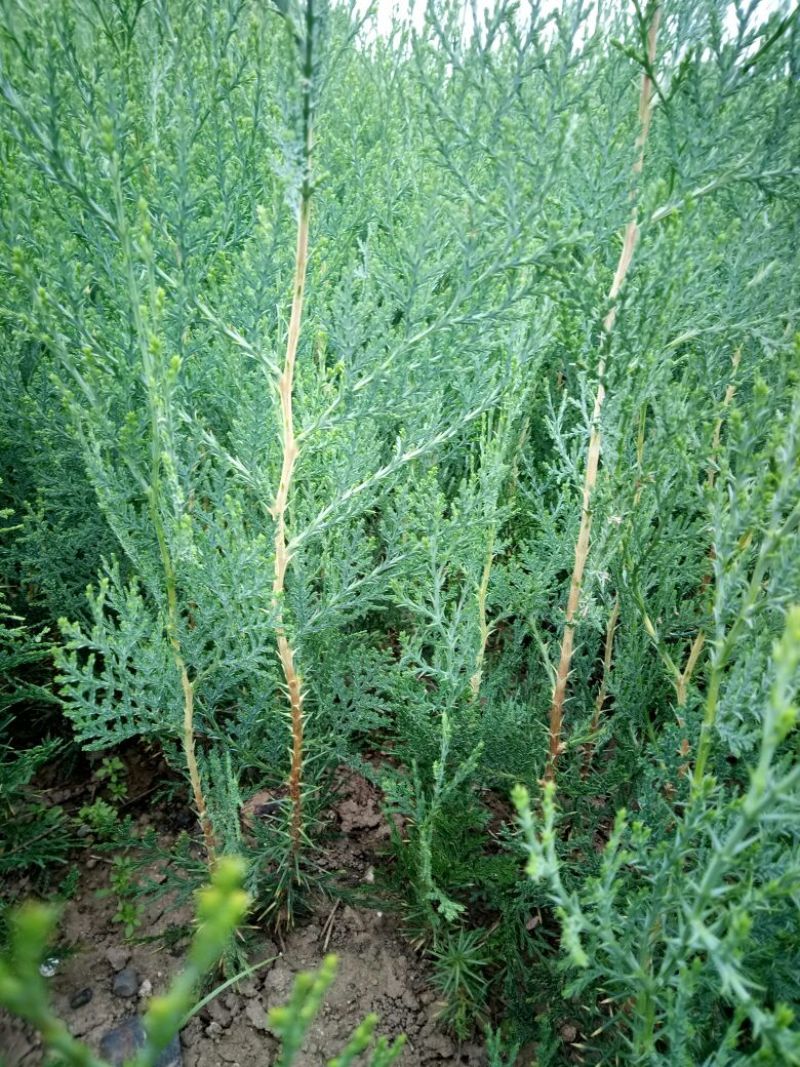 山东优质当年小侧柏苗40~50cm