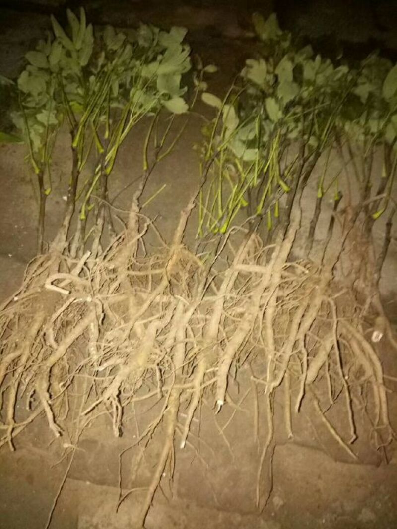 油牡丹苗10~20cm