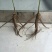 油牡丹苗10~20cm
