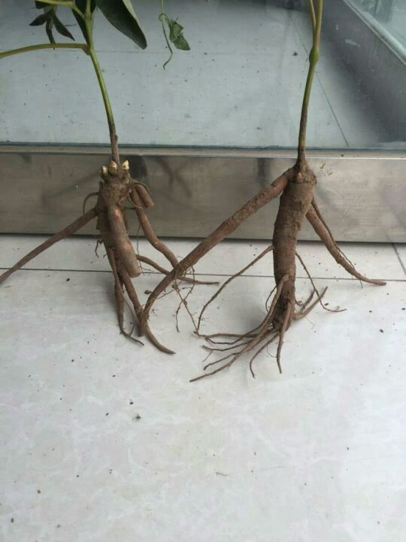 油牡丹苗10~20cm