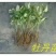 油牡丹苗10~20cm