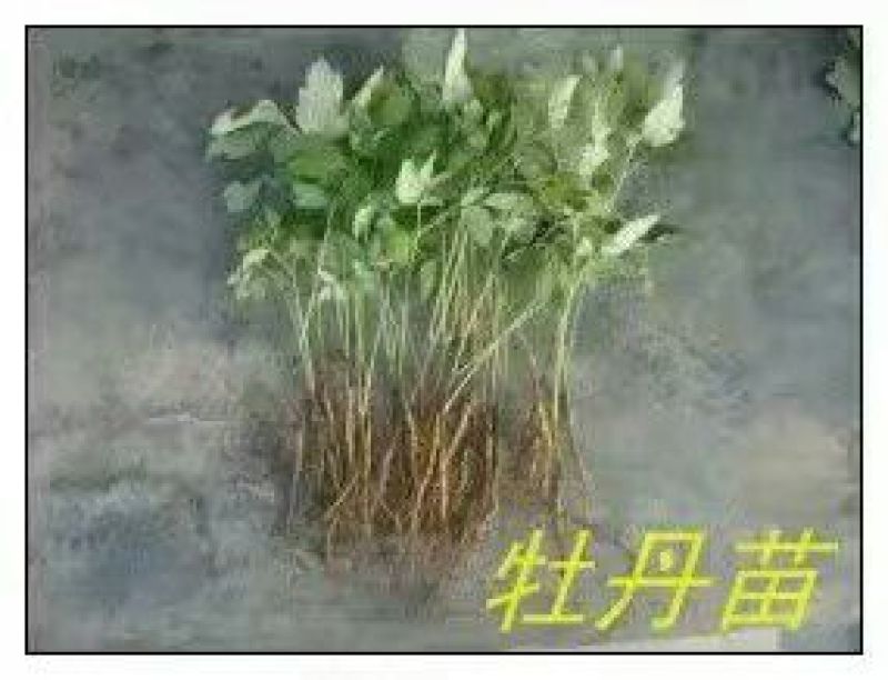 油牡丹苗10~20cm
