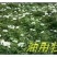 油牡丹苗10~20cm