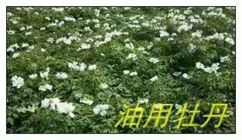 油牡丹苗10~20cm