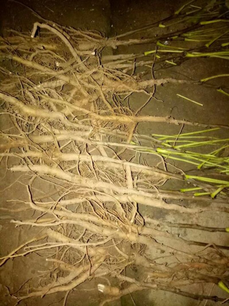 油牡丹苗10~20cm