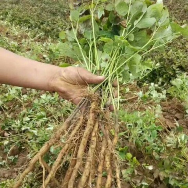油牡丹苗10~20cm
