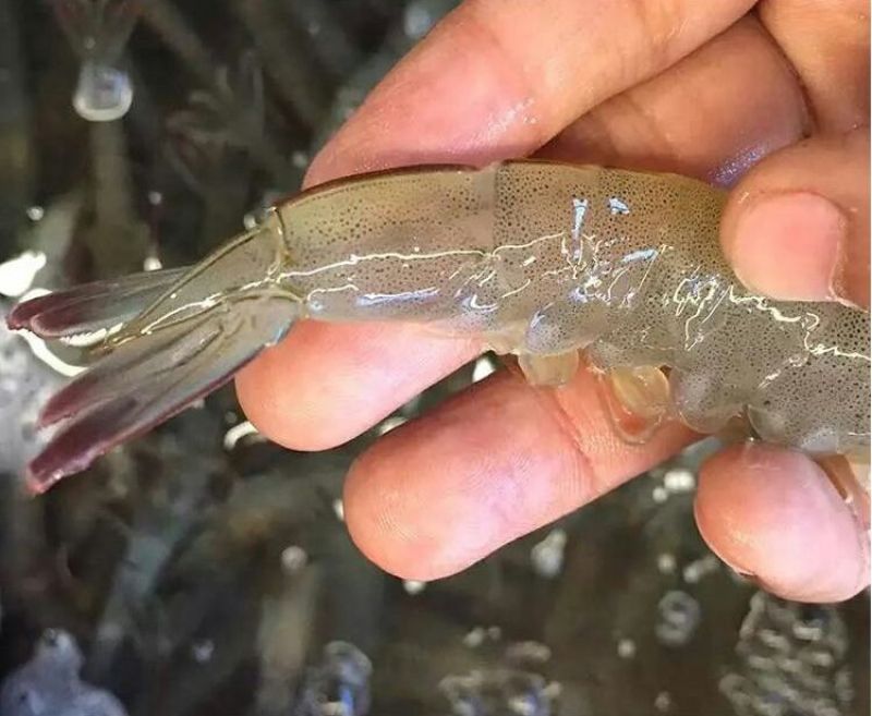 基围虾食用活虾