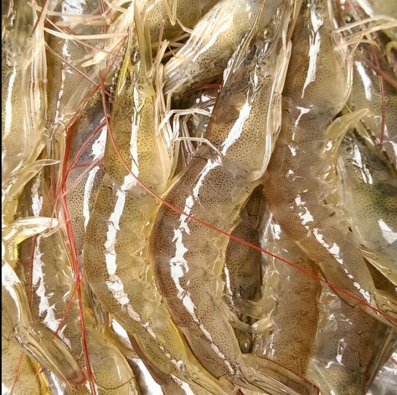 基围虾食用活虾