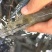 基围虾食用活虾