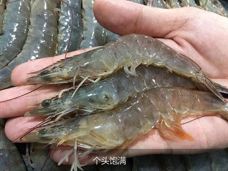 基围虾食用活虾