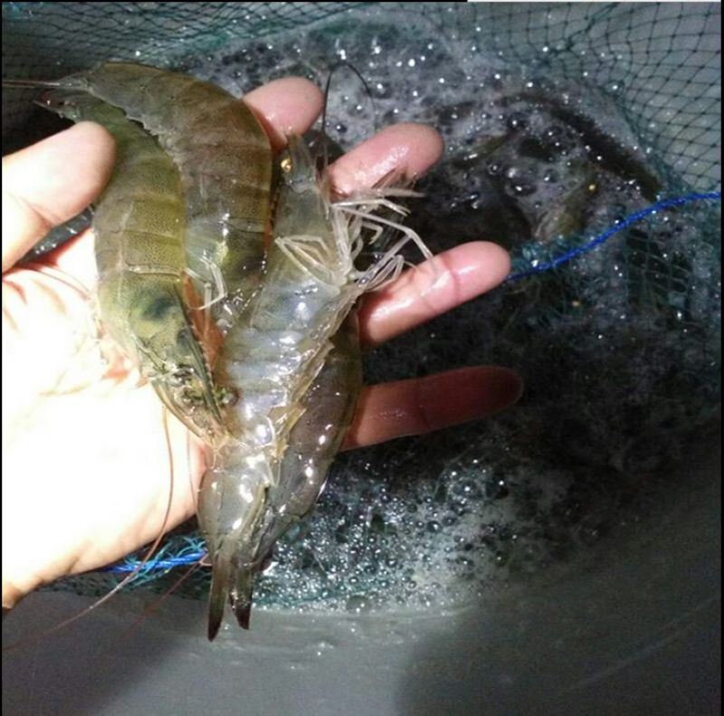 基围虾食用活虾