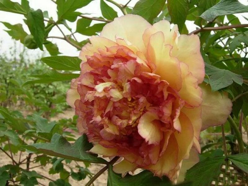 牡丹2~4cm6~8cm0.5米以下