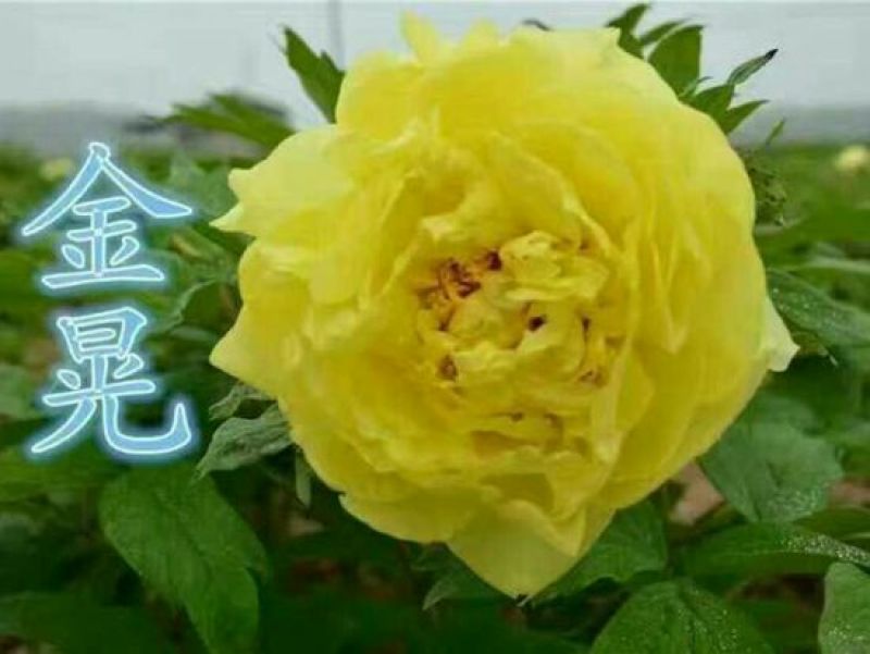 牡丹2~4cm6~8cm0.5米以下