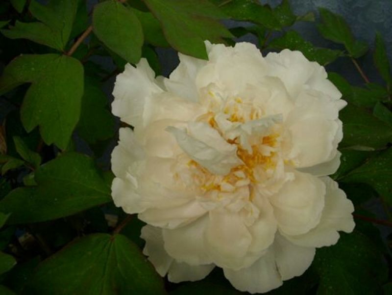 牡丹2~4cm6~8cm0.5米以下