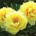 牡丹2~4cm6~8cm0.5米以下