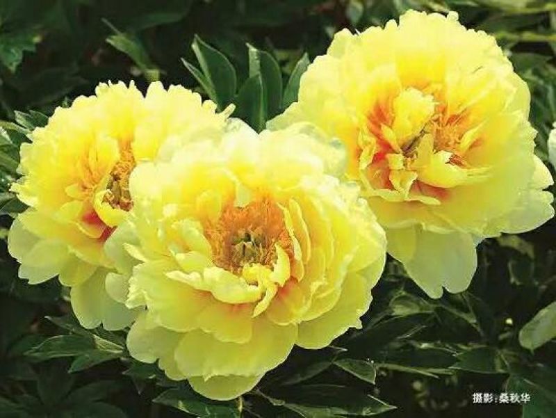 牡丹2~4cm6~8cm0.5米以下