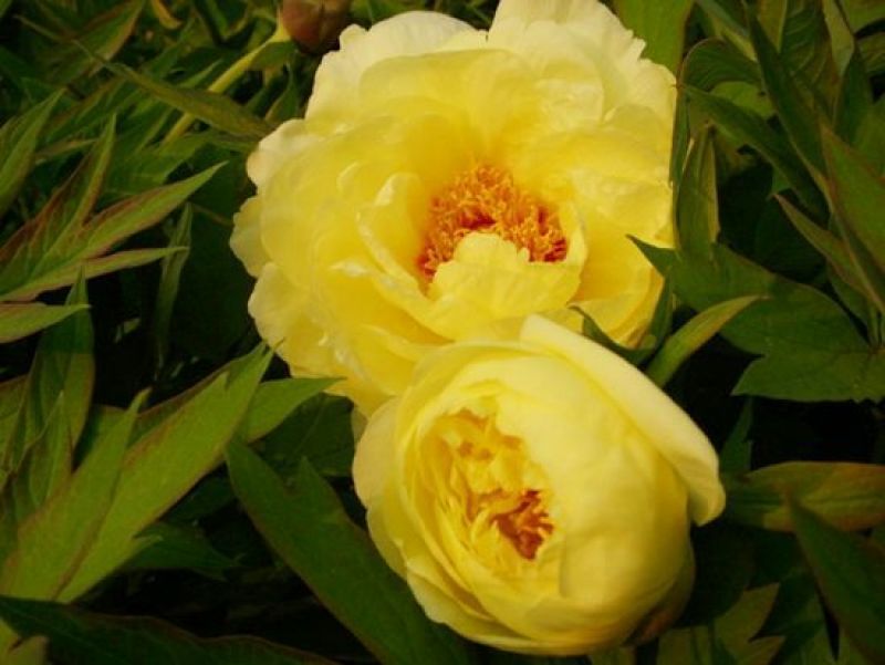牡丹2~4cm6~8cm0.5米以下