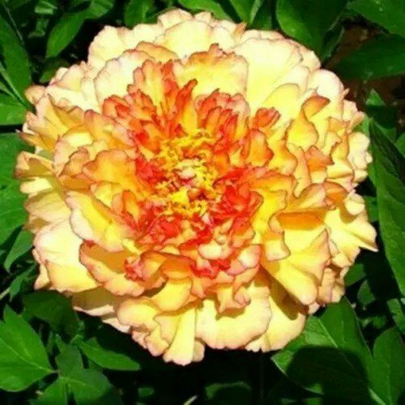 牡丹2~4cm6~8cm0.5米以下