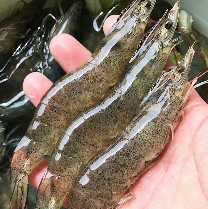 基围虾食用活虾