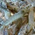 基围虾食用活虾