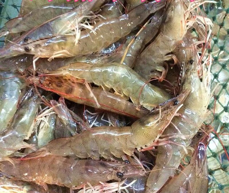基围虾食用活虾