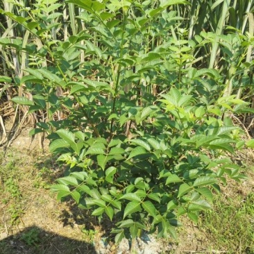 吴茱萸中花统两年苗子1.5厘米左右，可当年结果