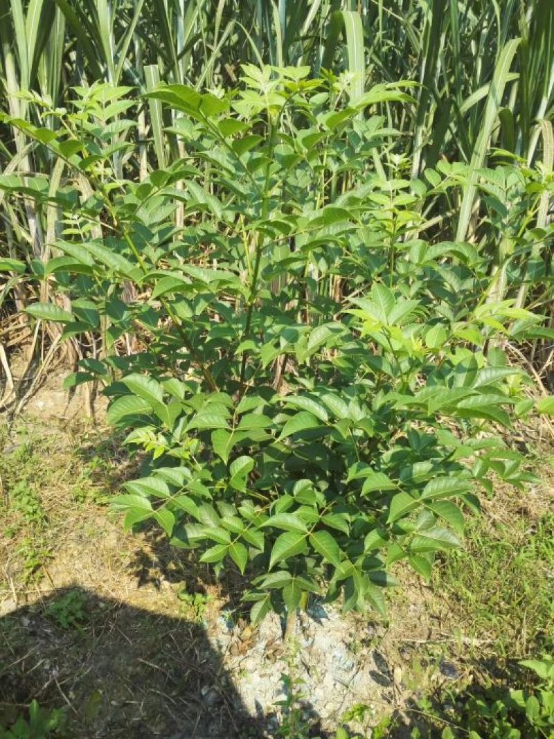 吴茱萸中花统两年苗子1.5厘米左右，可当年结果