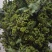 吴茱萸中花统两年苗子1.5厘米左右，可当年结果