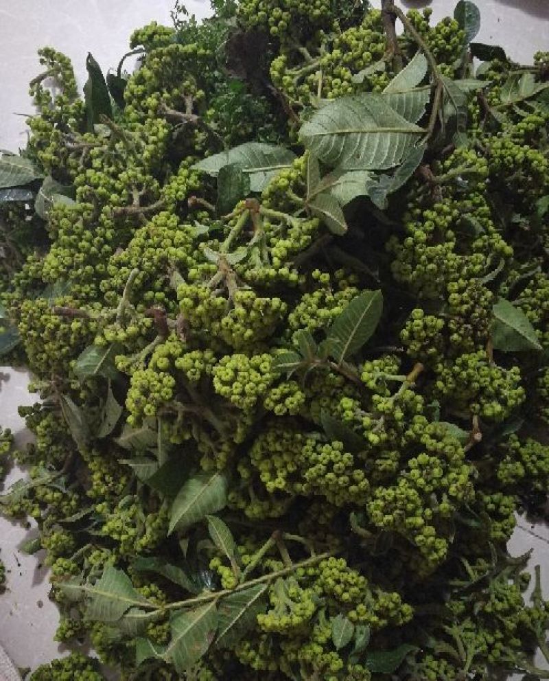 吴茱萸中花统两年苗子1.5厘米左右，可当年结果
