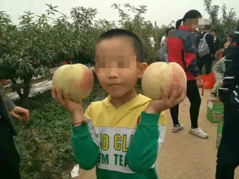 中华寿桃95mm以上