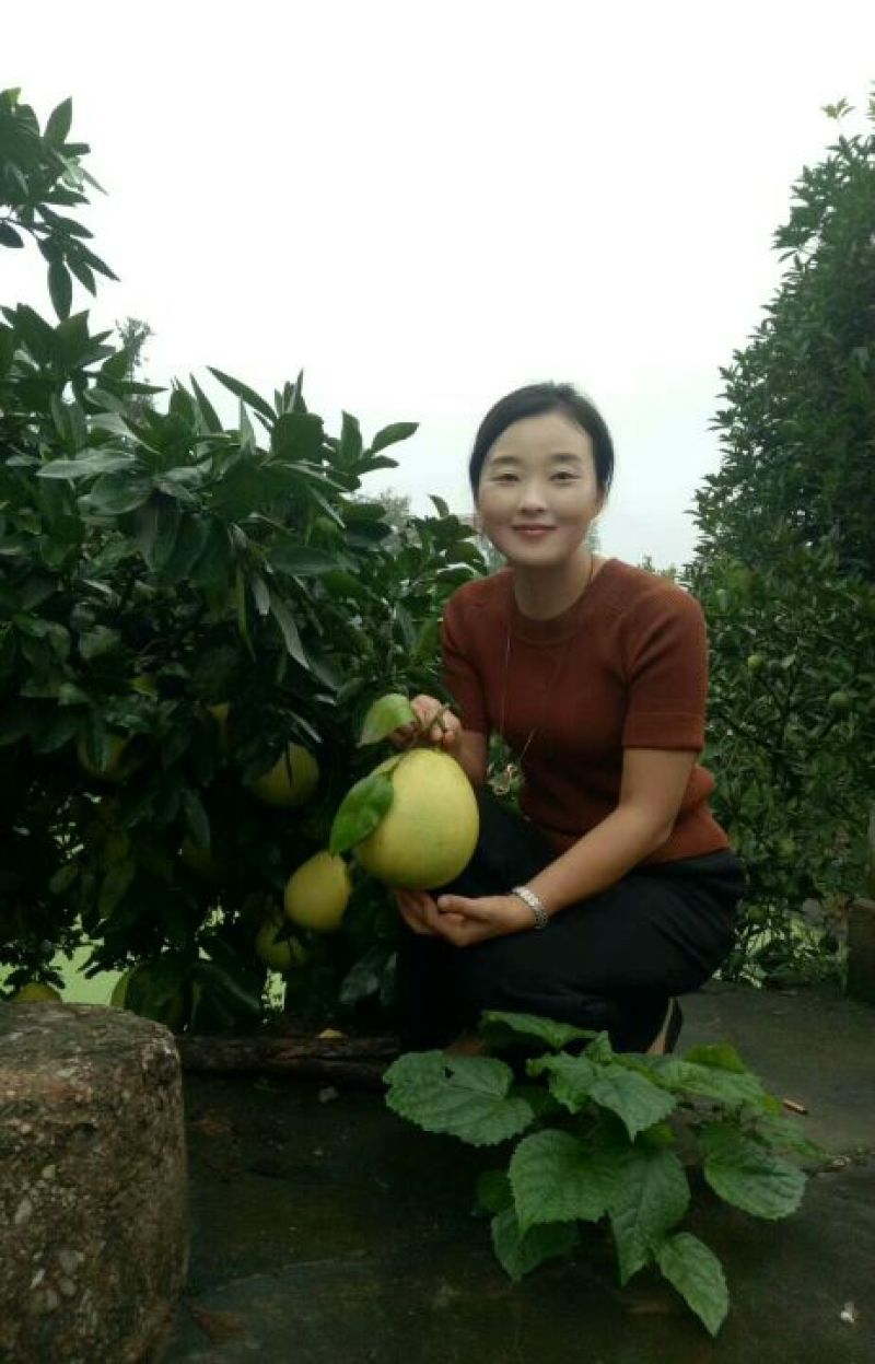 平和琯溪蜜柚2斤以上口感甜价格美丽欢迎订购