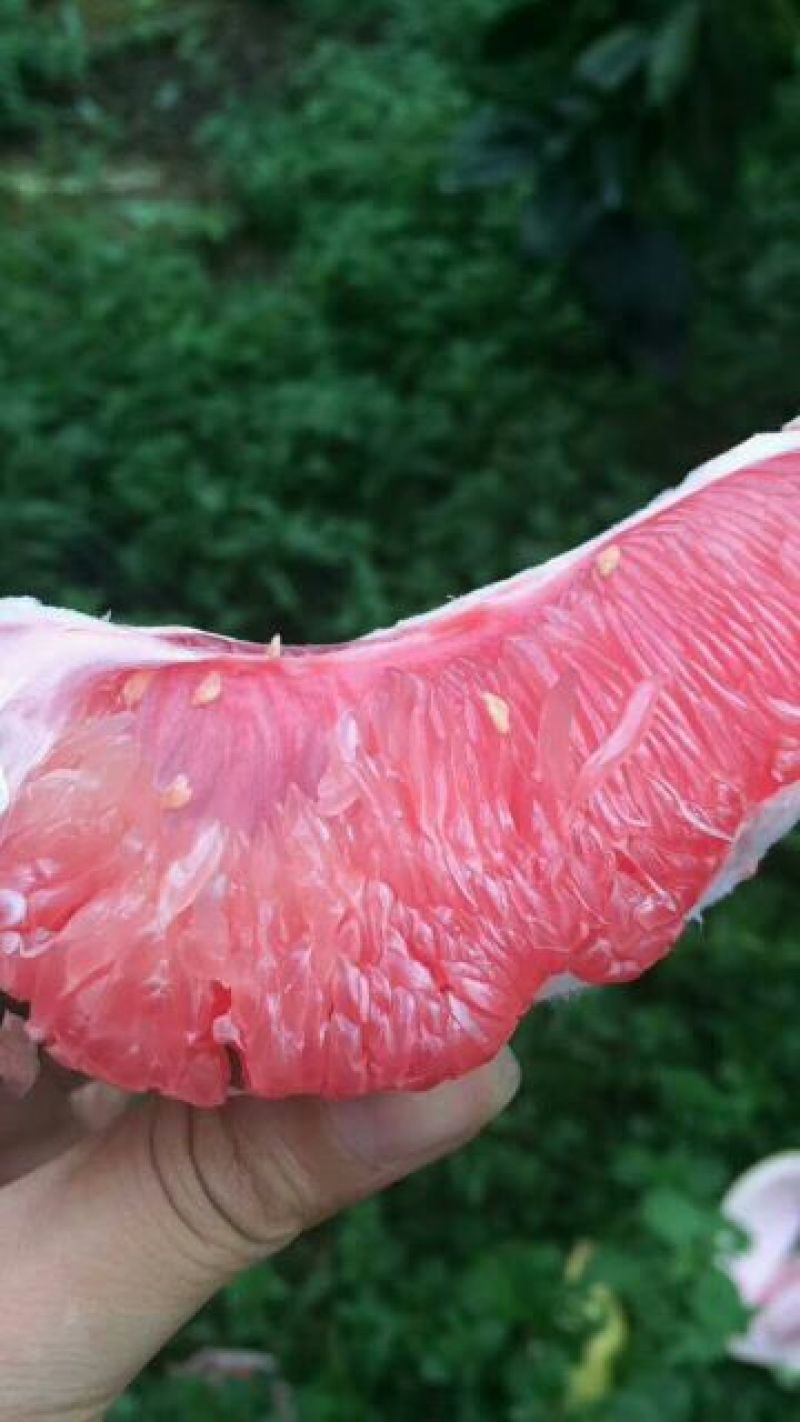 红心柚蜜柚白柚诚信经营、顾客至上欢迎订购