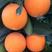 九月红脐橙基地直供，专做精品支持视频看货