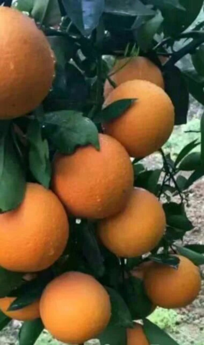 九月红脐橙基地直供，专做精品支持视频看货