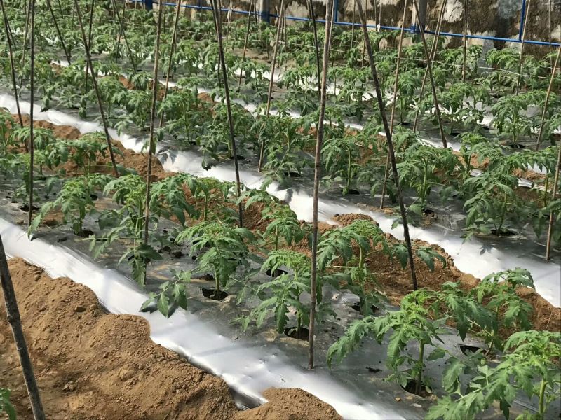 地膜打孔膜防寒全新抗老化银黑地膜反光地膜可打孔
