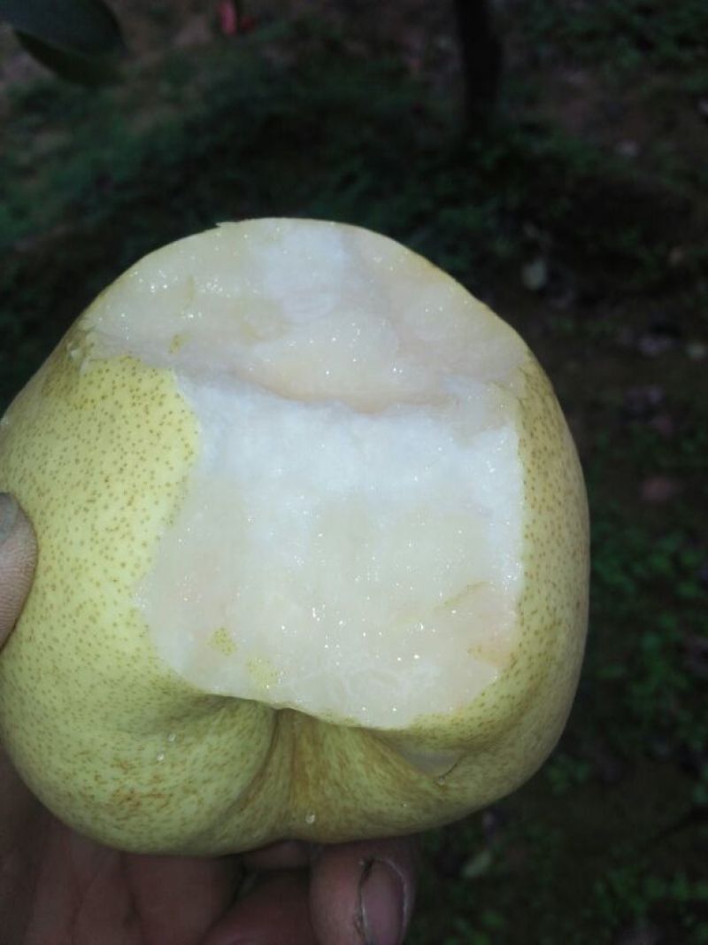 雪梨