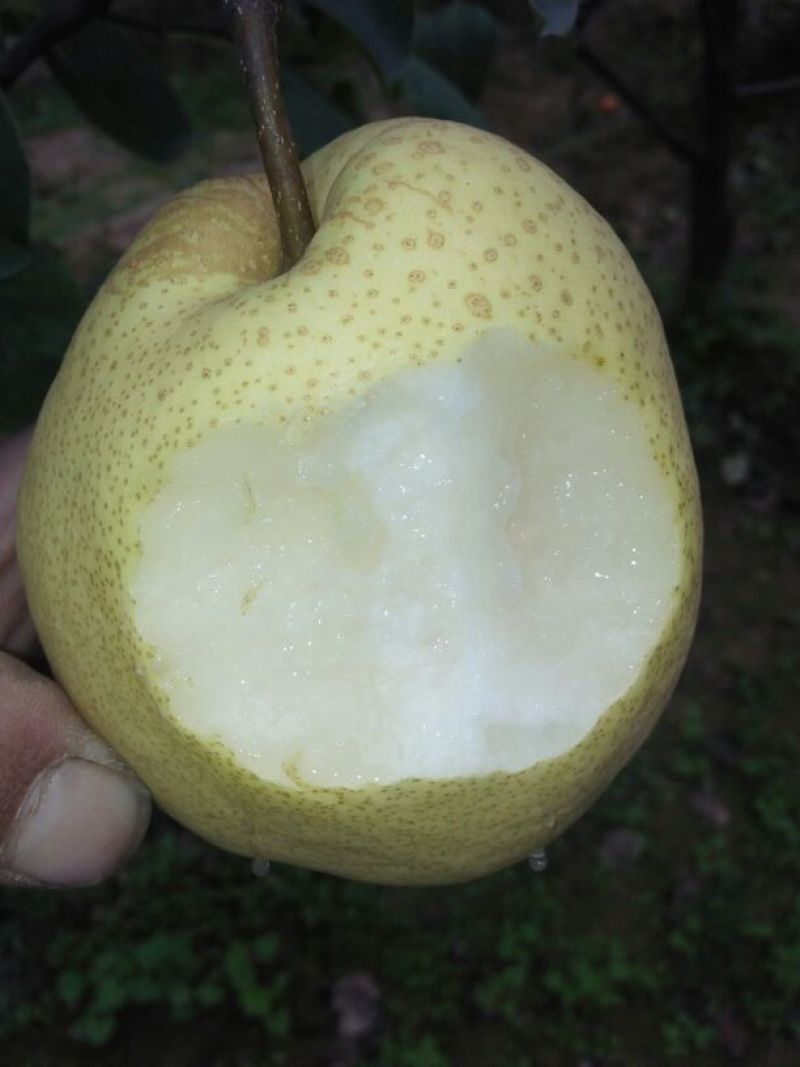 雪梨