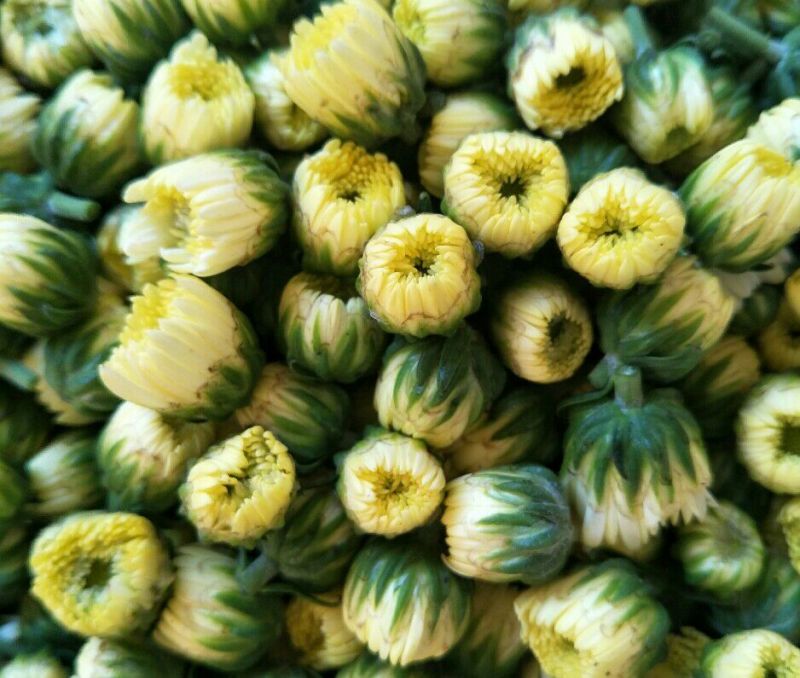 杭白菊北京菊精品胎菊王