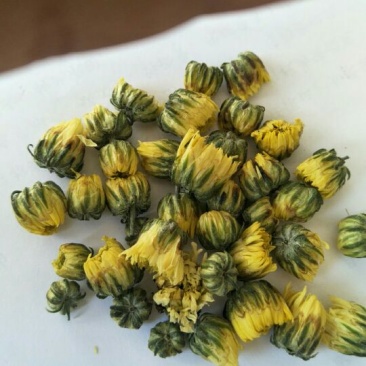 杭白菊北京菊精品胎菊王