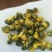 杭白菊北京菊精品胎菊王