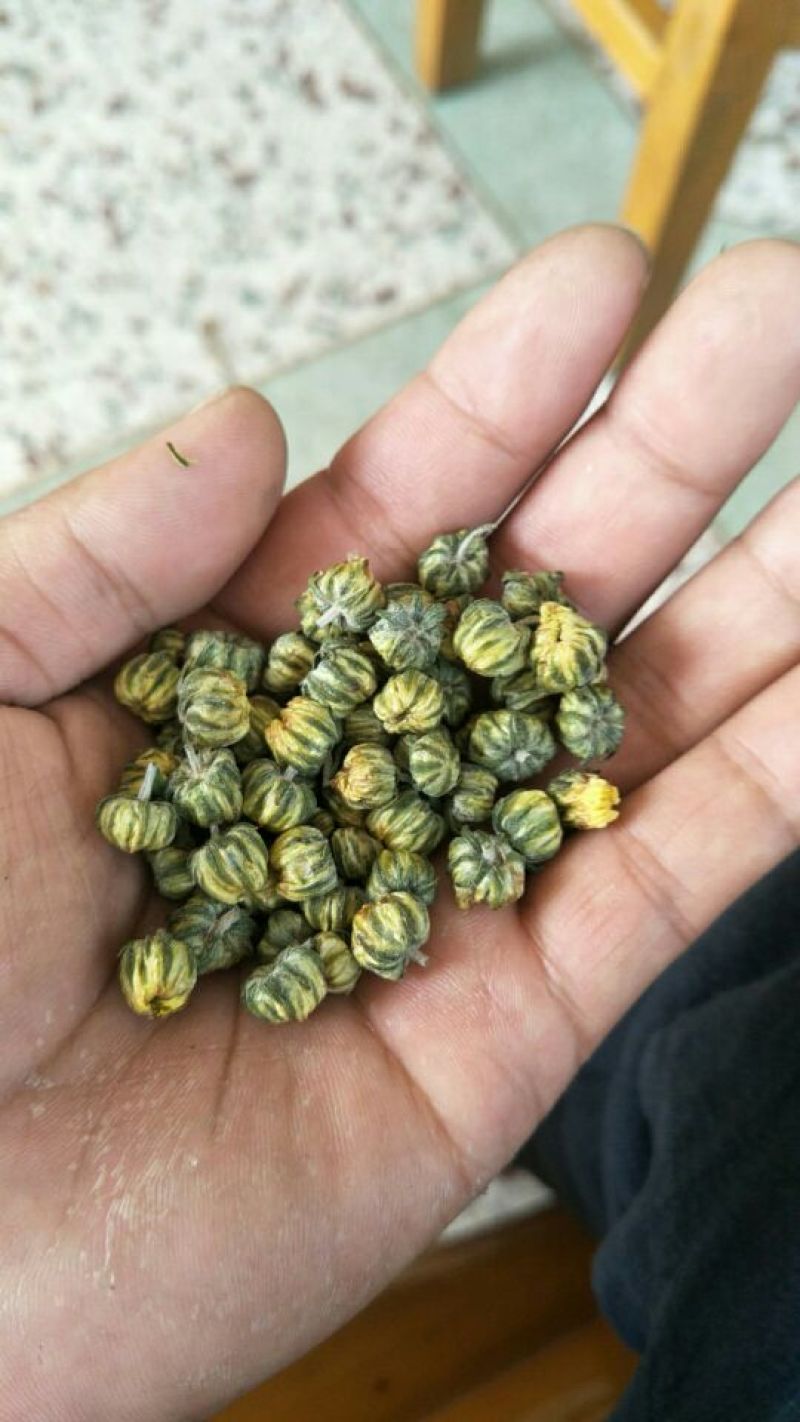 杭白菊北京菊精品胎菊王