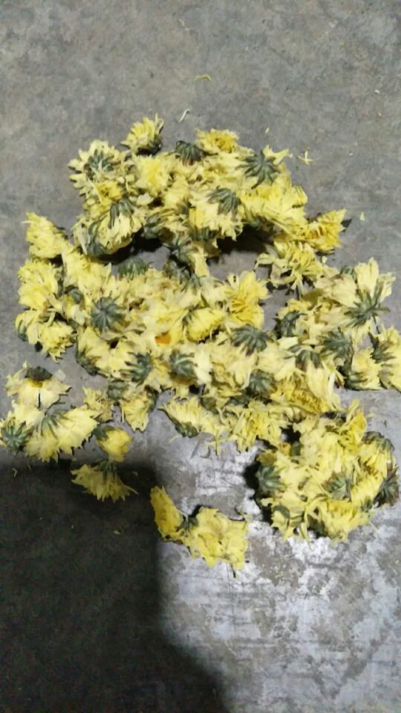 杭白菊北京菊精品胎菊王