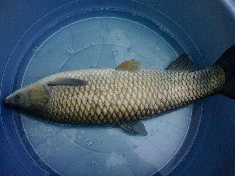 草鱼1.5~4公斤人工养殖食用活鱼