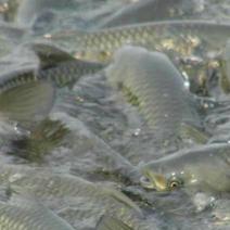 草鱼1.5~4公斤人工养殖食用活鱼