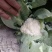 【牛商推荐】菜花1斤紧密乳白可对接商超团购量大从优