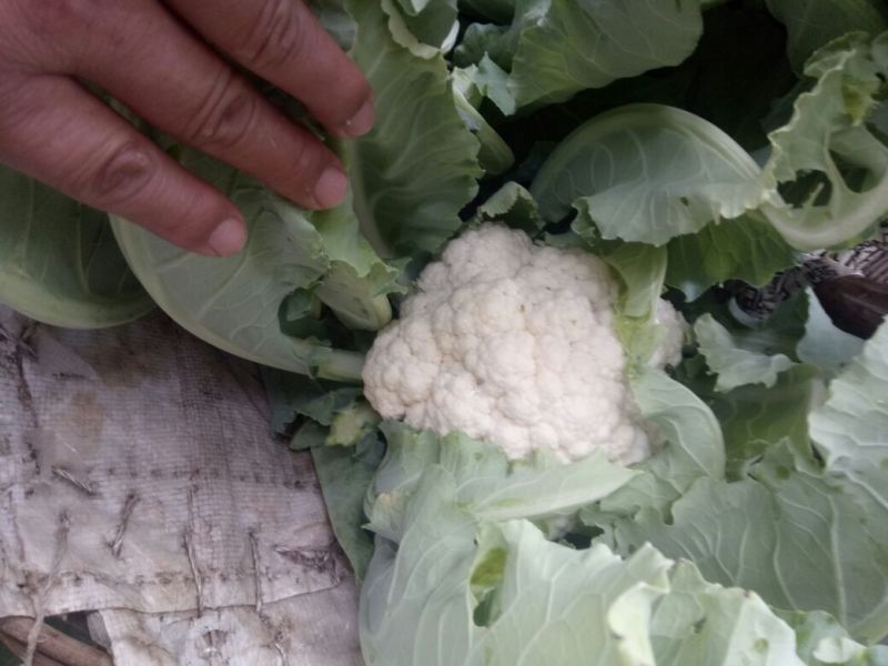 【牛商推荐】菜花1斤紧密乳白可对接商超团购量大从优