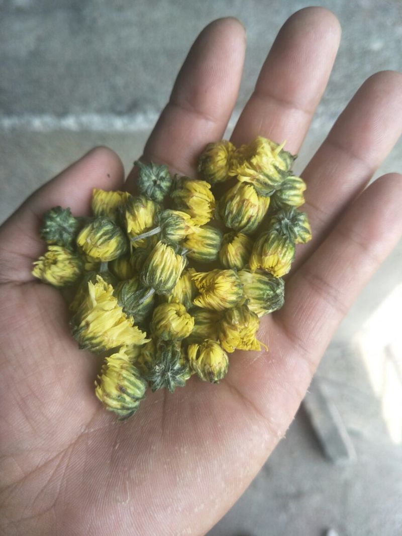 杭白菊北京菊朵花，娃娃菊