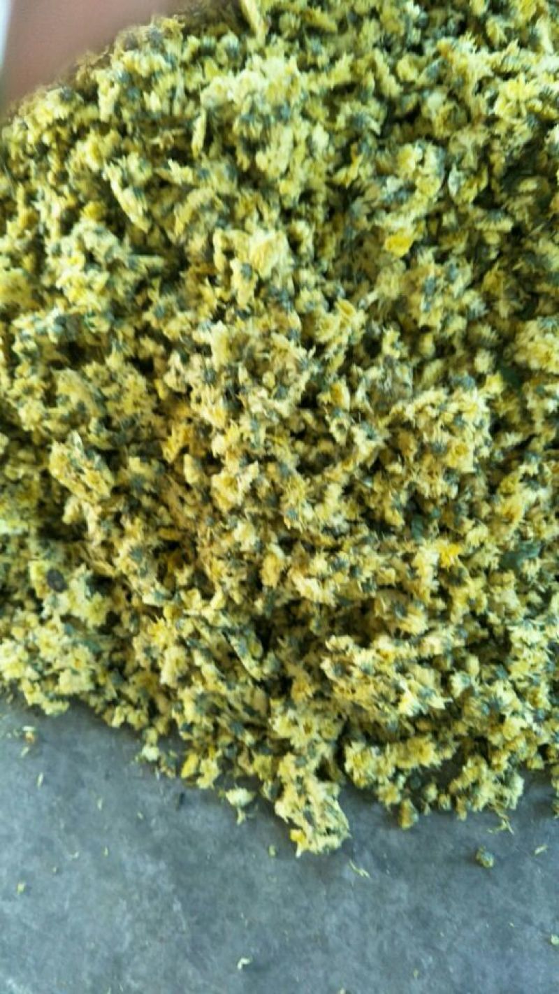 杭白菊北京菊朵花，娃娃菊