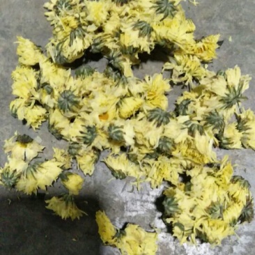 杭白菊北京菊朵花，娃娃菊