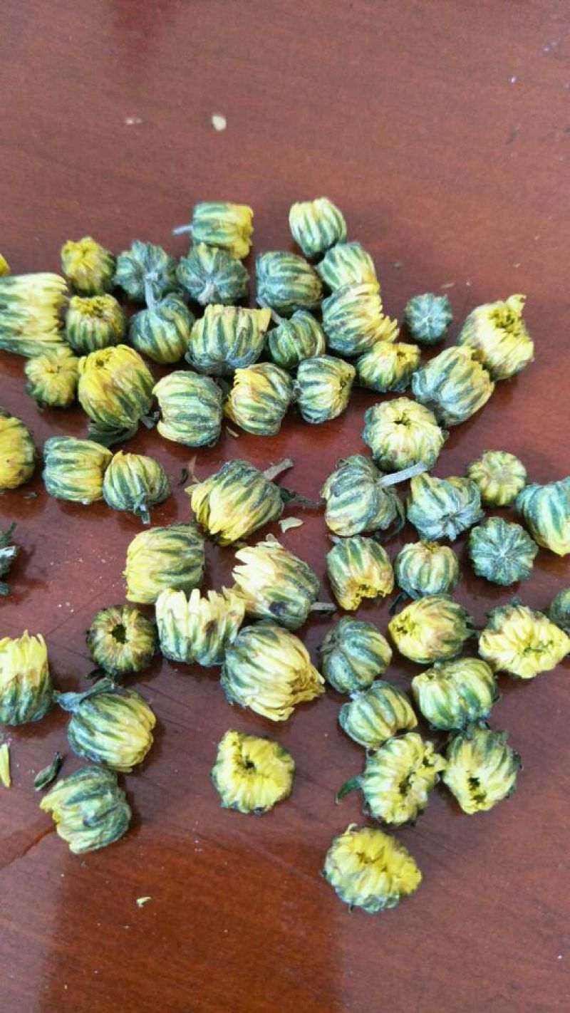 杭白菊北京菊朵花，娃娃菊